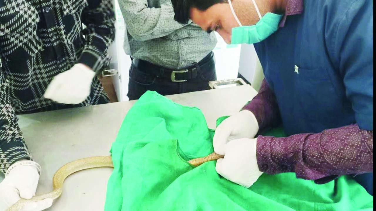 સાપને જનરલ ઍનેસ્થેસિયા આપવામાં આવ્યો હતો અને એ પછી સડેલો ભાગ કાપીને આંતરડાને ફરીથી એના મૂળ સ્થાન પર લાવીને ટાંકા લેવાનું કામ કરવામાં આવ્યું હતું.